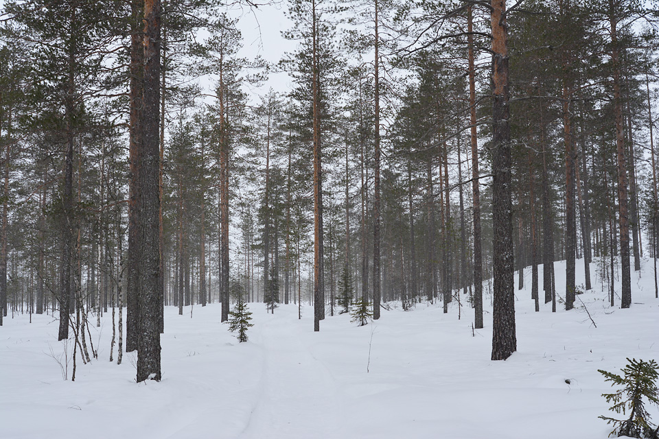 Luminen polku Tiilikkajärven kansallispuistossa talvella.