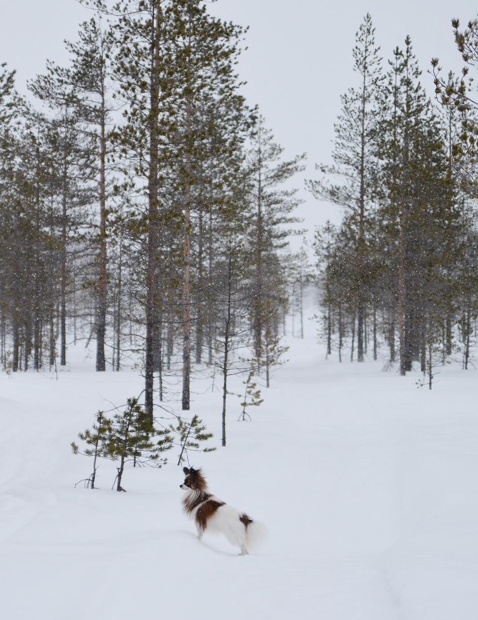 Retkellä Tiilikkajärven kansallispuistossa talvella.